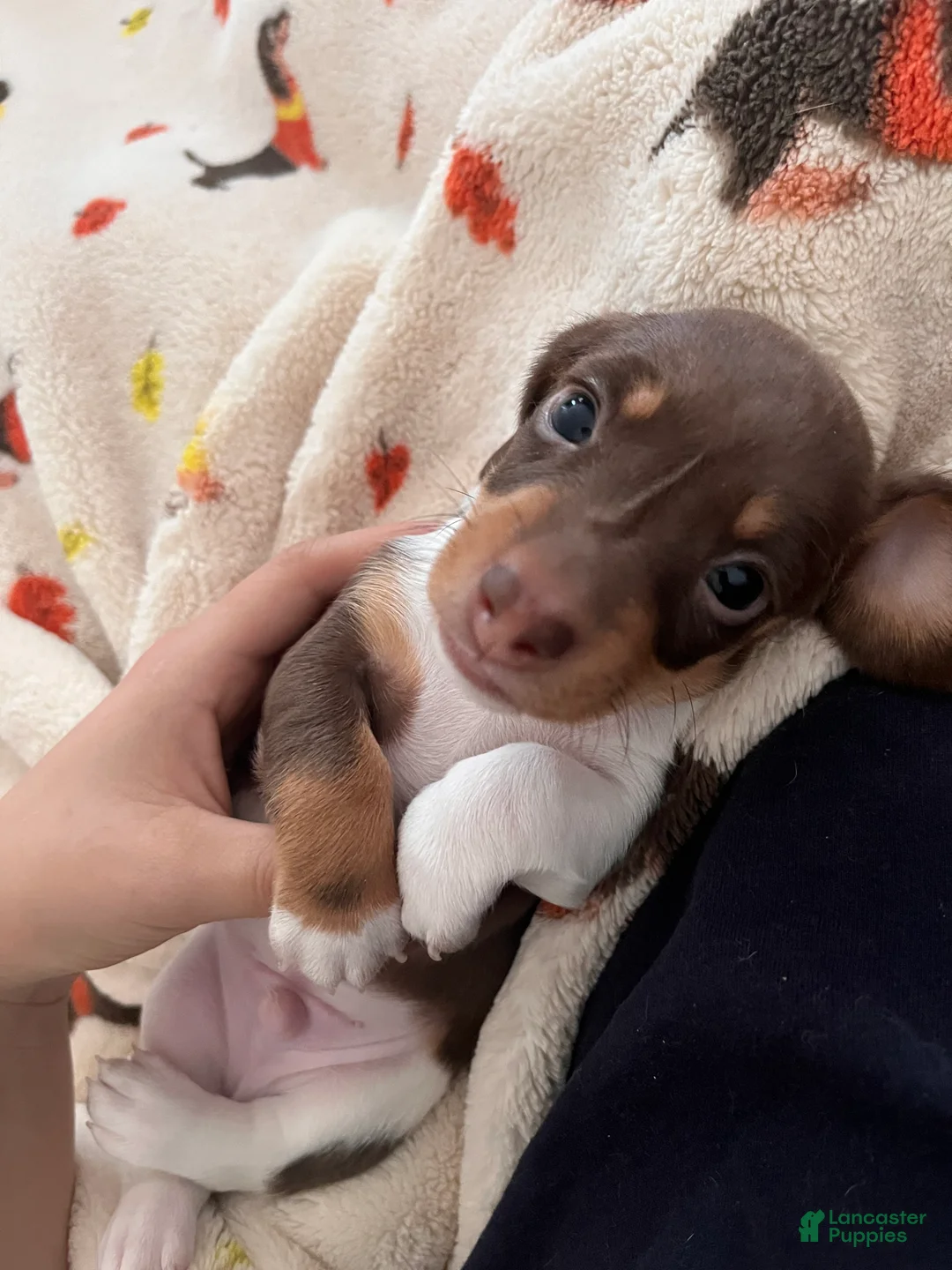 Miniature Dachshund dogs for sale: Rocky - Ad 2