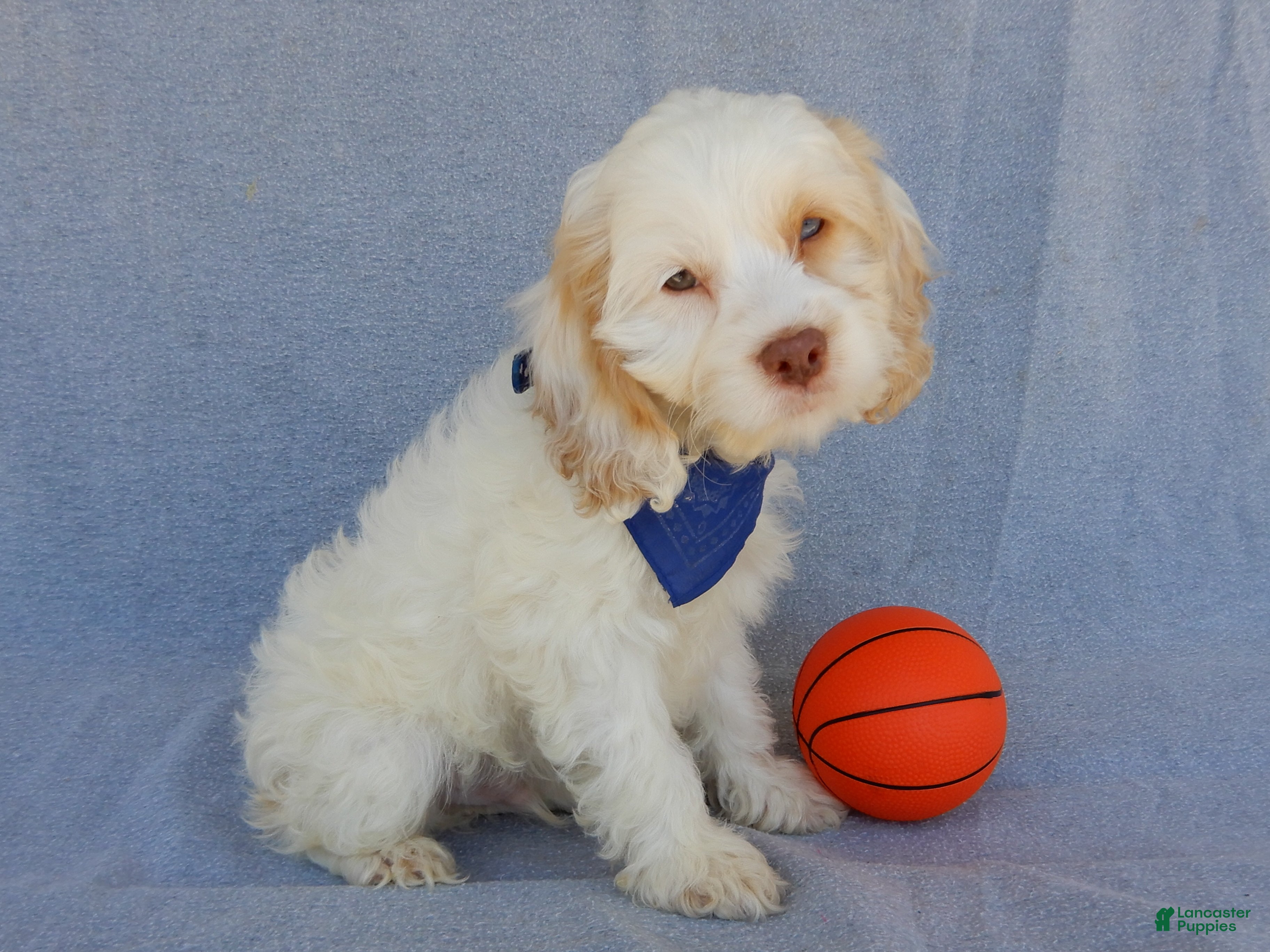 Cockapoo dogs Lucky - Ad 2