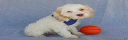Cockapoo dogs for sale: Lucky - Ad 2