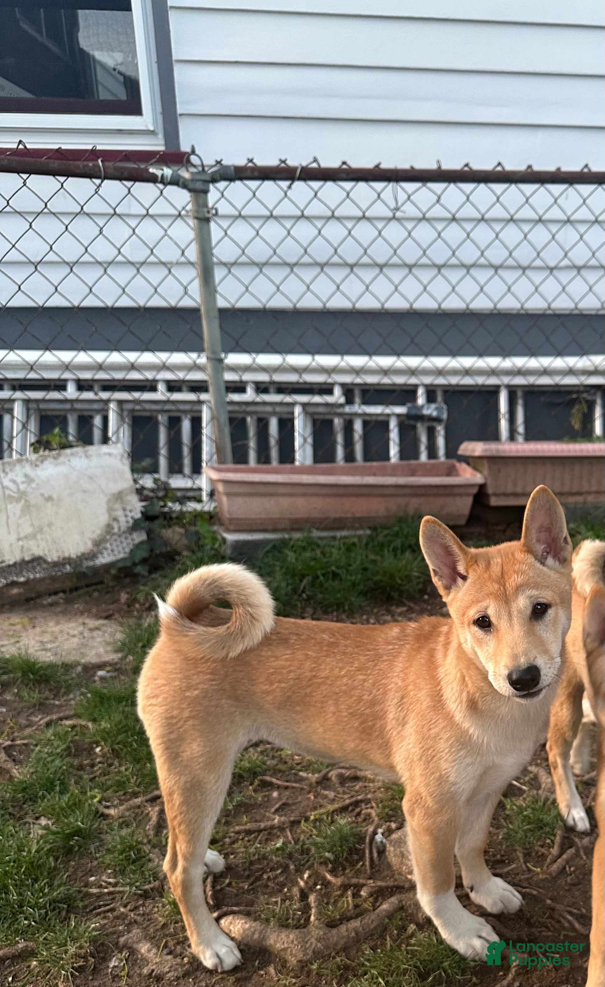Shiba Inu dogs Nala - Ad 1