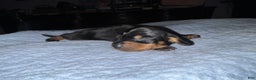 Miniature Dachshund dogs for sale: Smooth Russian 2 champion parents - Ad 3