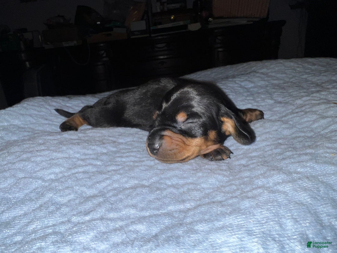 Miniature Dachshund dogs for sale: Smooth Russian 2 champion parents - Ad 3
