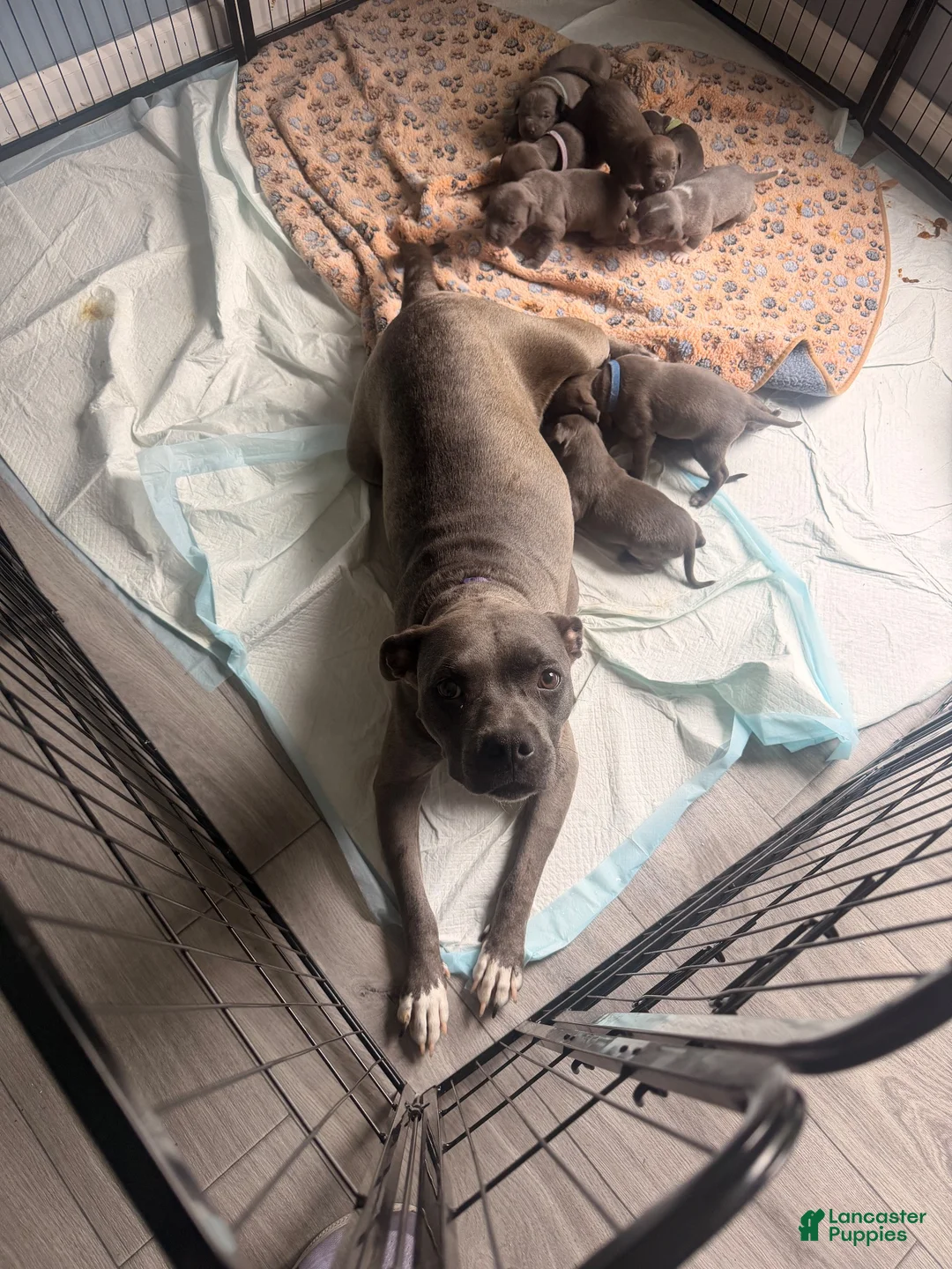 American Pit Bull Terrier dogs for sale: American Pit Bull Terrier 1 - Ad 2