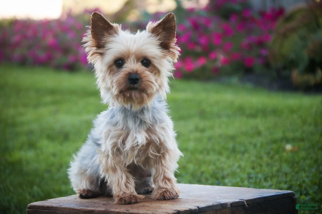 Yorkshire Terrier dogs for sale: Holly Yorkshire Terrier  - Ad 6
