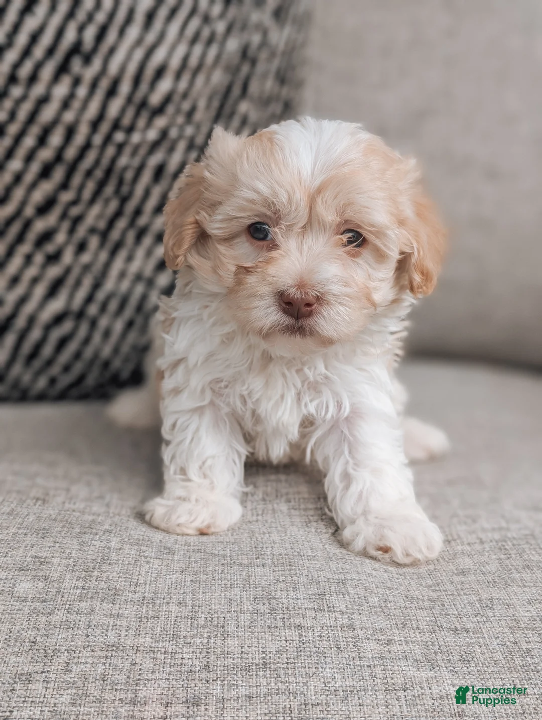 Havanese dogs for sale: Chloe - Ad 1