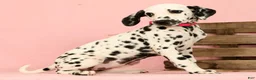 Dalmatian dogs for sale: Tulip - Ad 8