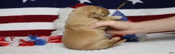 Golden Retriever dogs for sale: Bagel  - Ad 6
