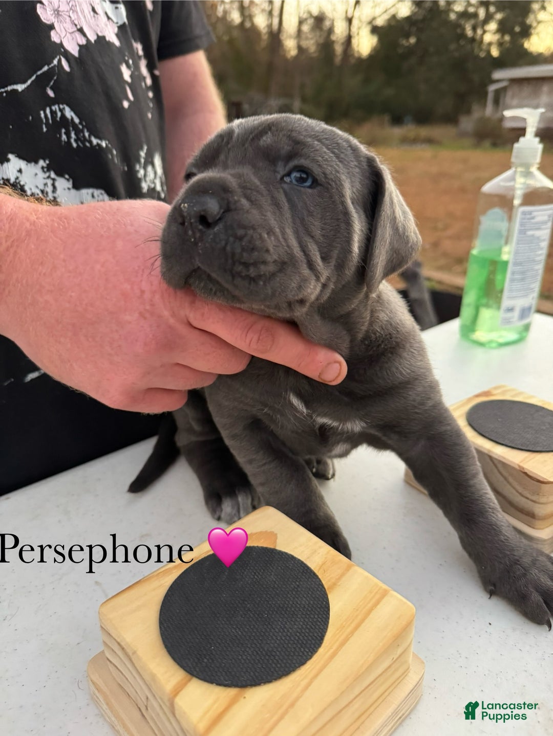 Cane Corso dogs for sale: Persephone - Ad 5