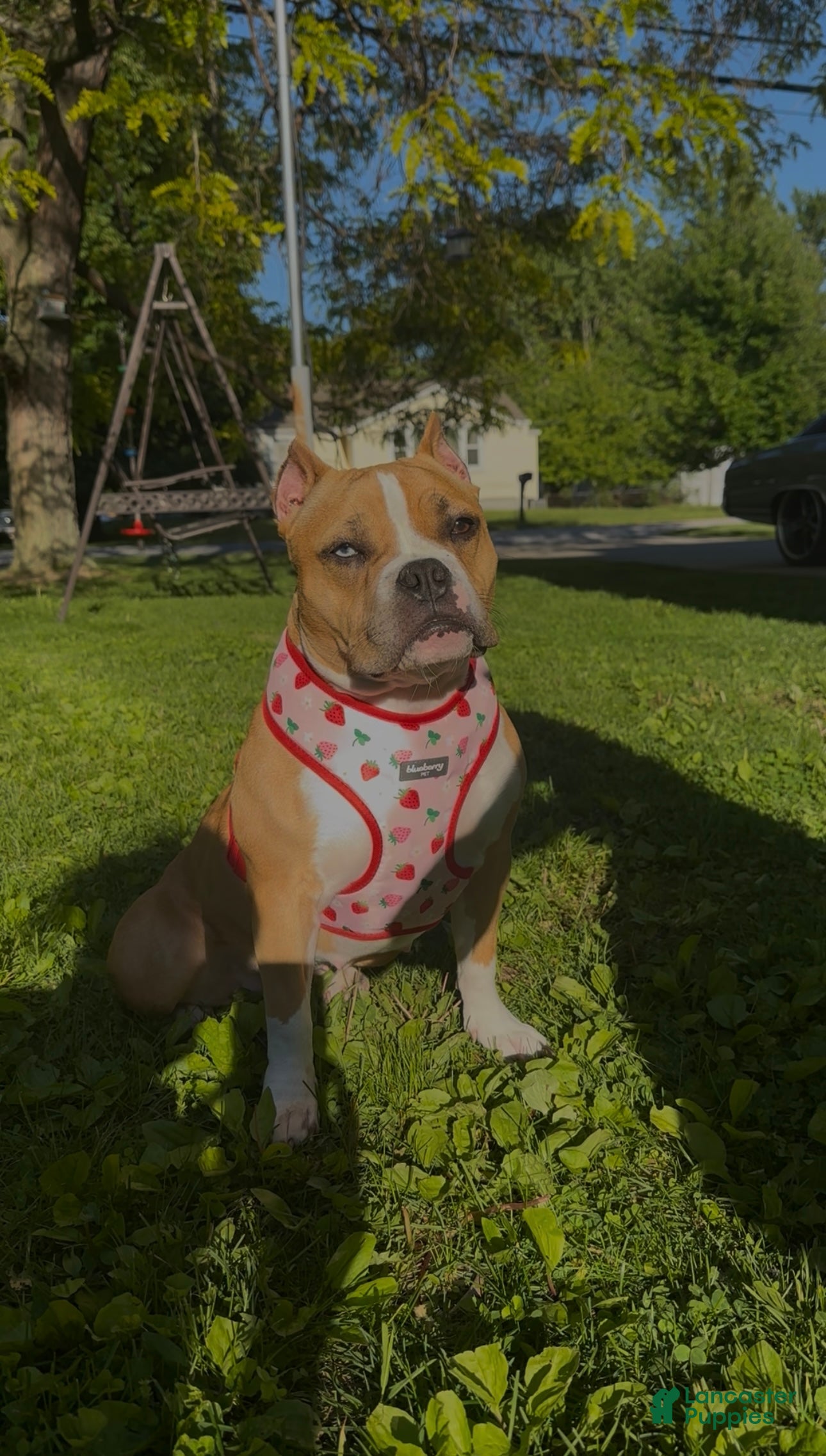 American Bully dogs American Bully 1 - Ad 2