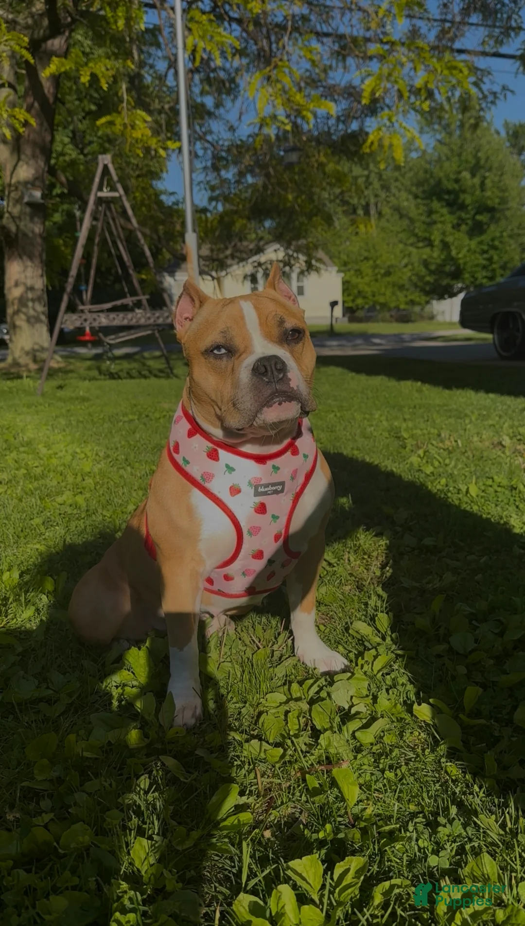 American Bully dogs for sale: American Bully 2 - Ad 5