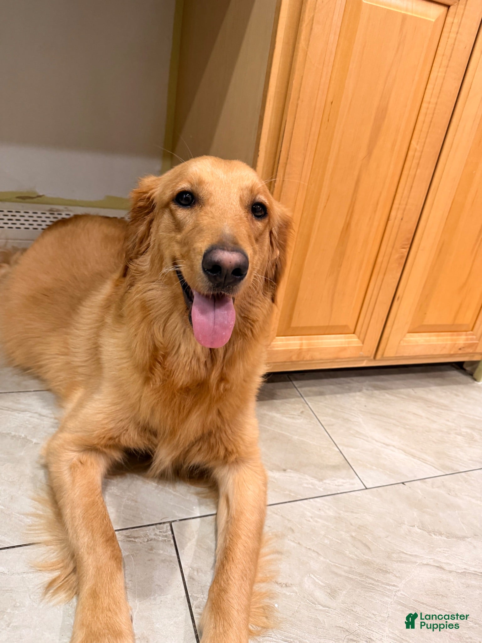 Mixed Breed dogs Mixed Breed 1 - Ad 2