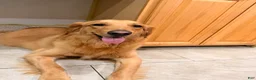Mixed Breed dogs for sale: Mixed Breed 1 - Ad 2