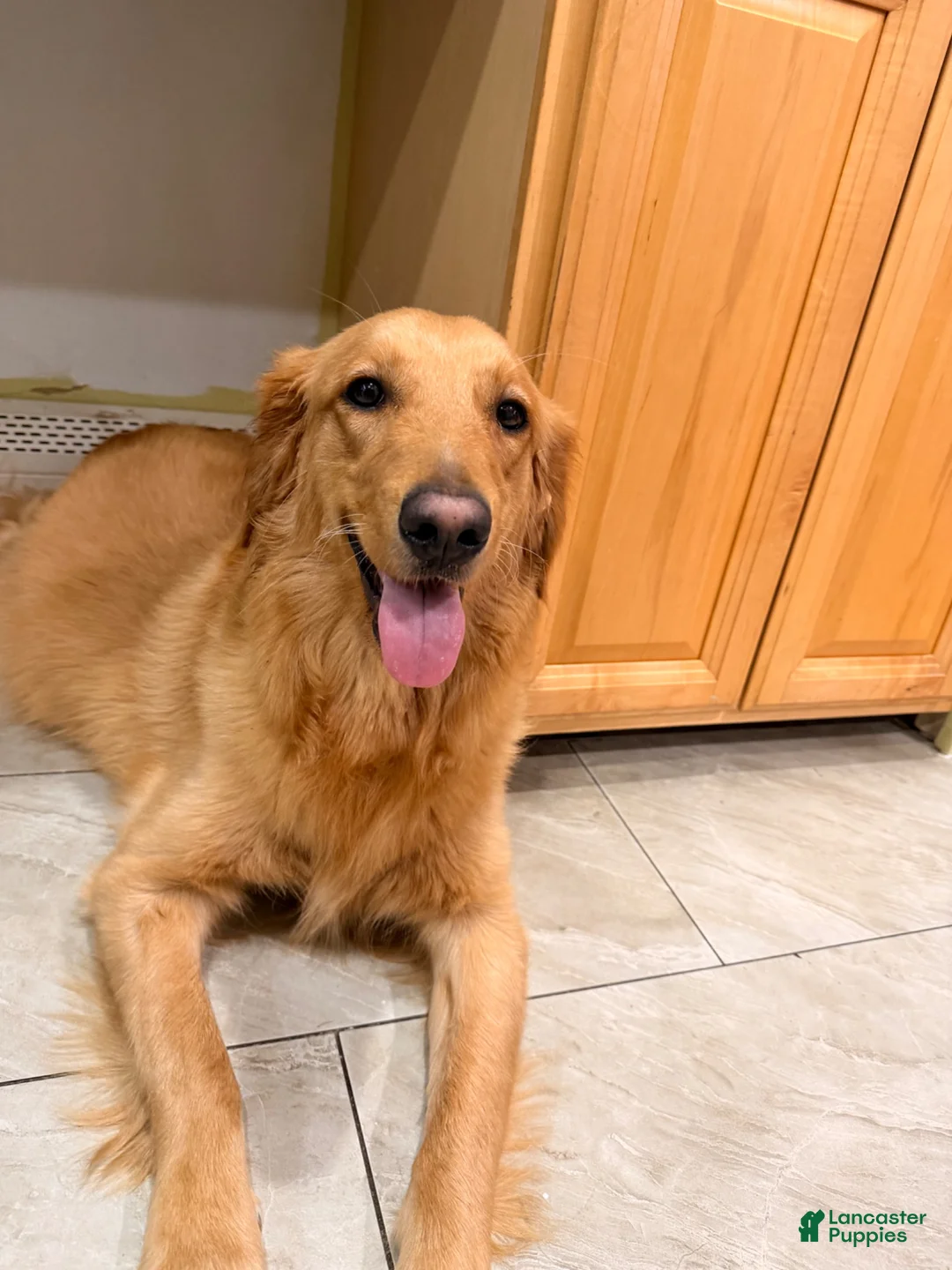 Mixed Breed dogs for sale: Mixed Breed 1 - Ad 2