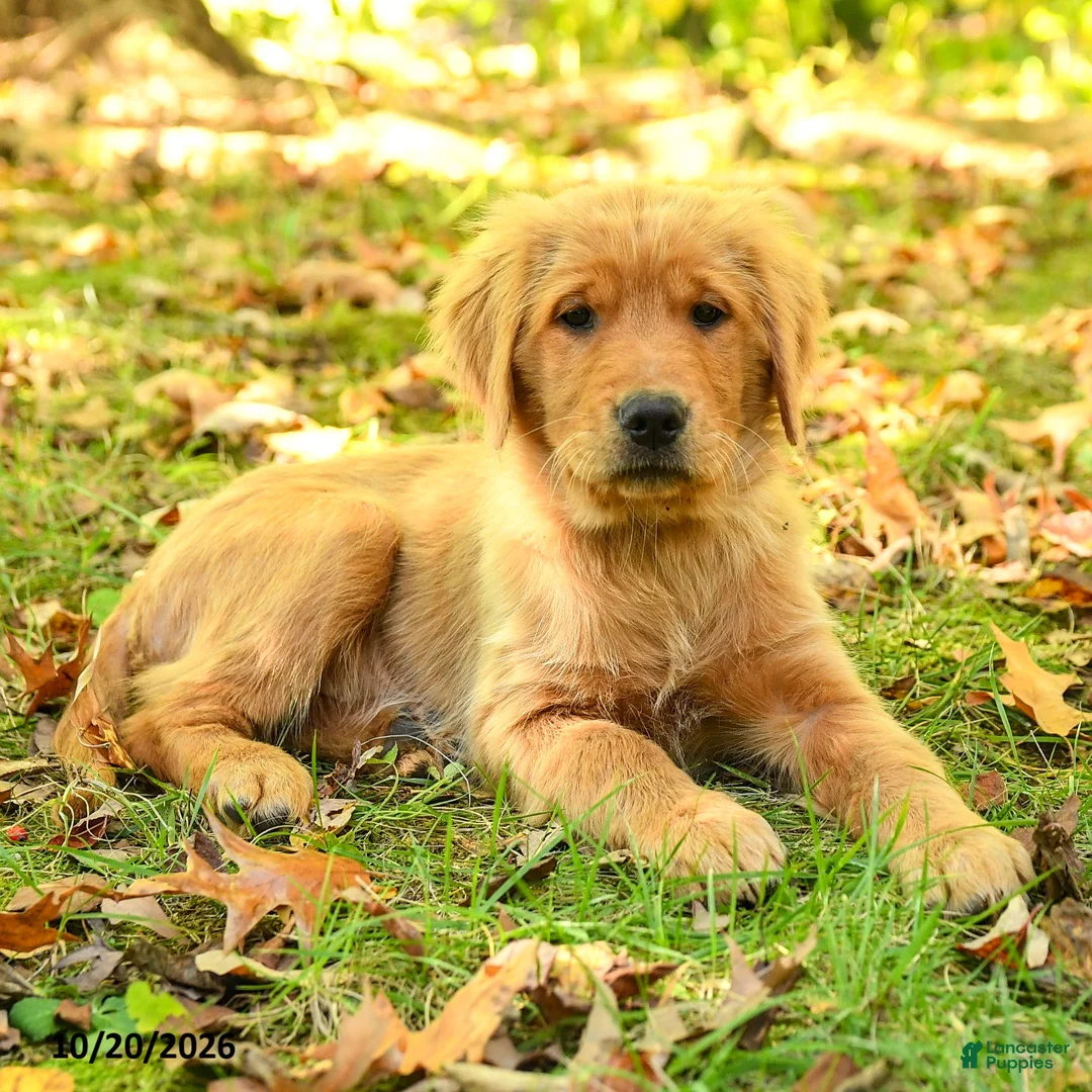 Golden Retriever dogs for sale: Dhanna - Ad 2