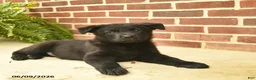 German Shepherd dogs for sale: Buster - Ad 4