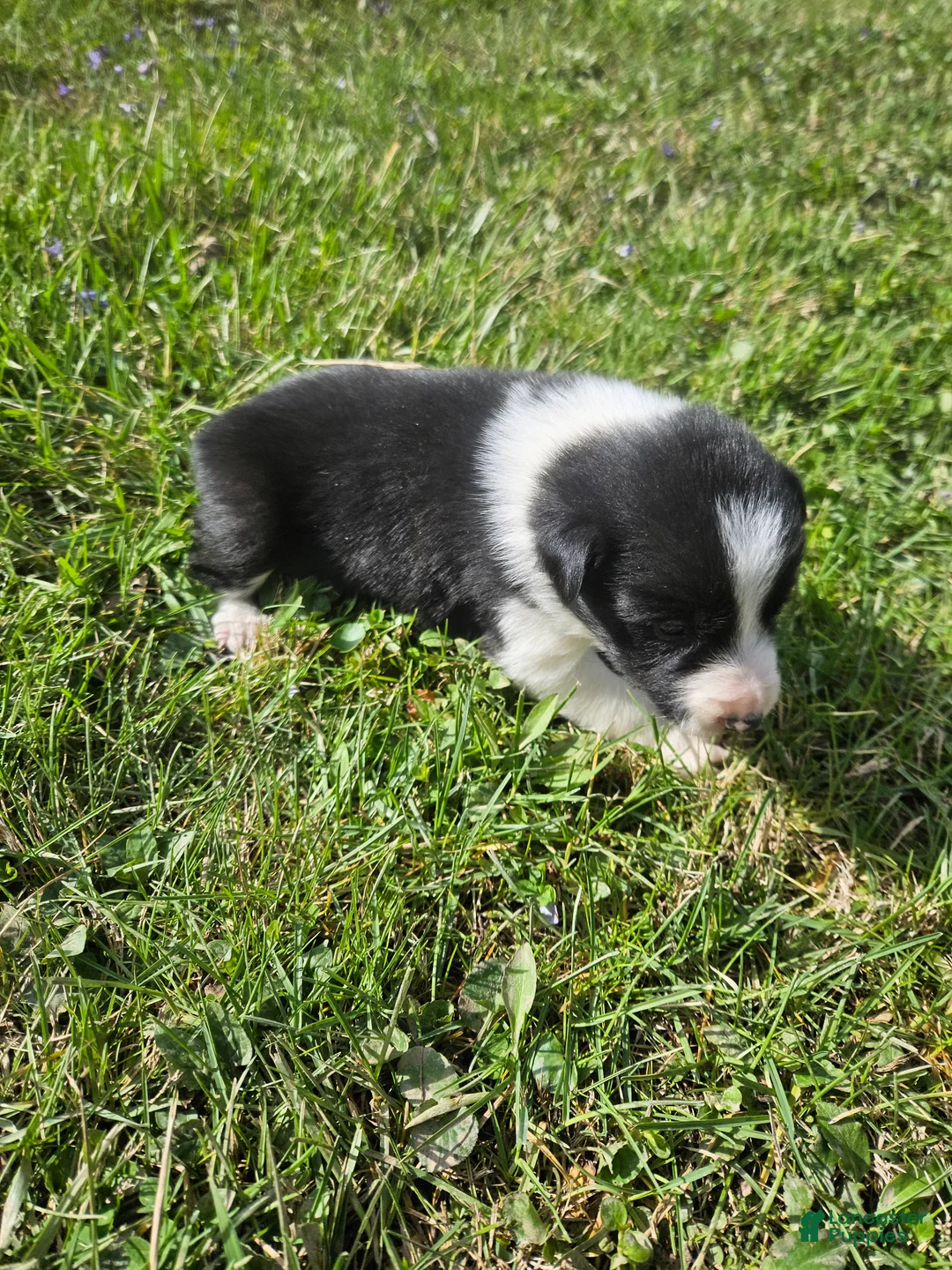 Border Collie dogs for sale: Violet - Ad 1