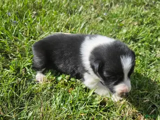 Border Collie dogs Violet - Ad 25