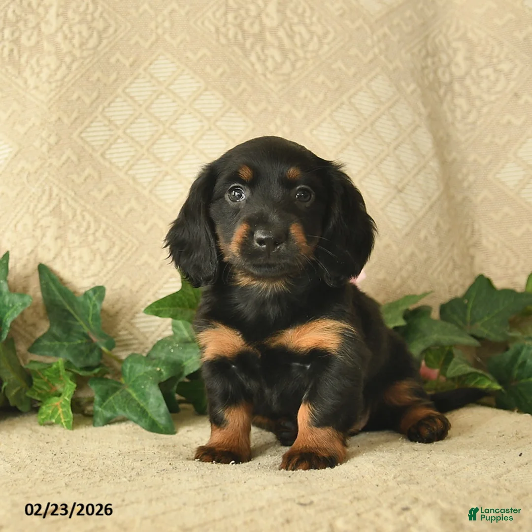 Miniature Dachshund dogs for sale: Ocean Breeze  - Ad 1