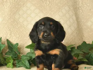 Miniature Dachshund dogs for sale: Ocean Breeze - Ad 1