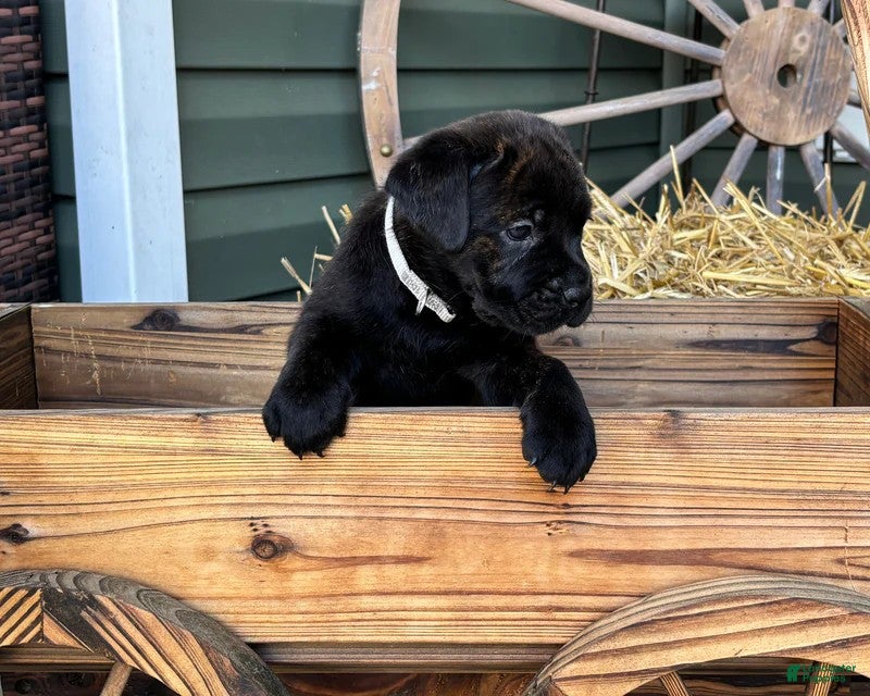 Mixed Breed dogs Gray - Ad 23