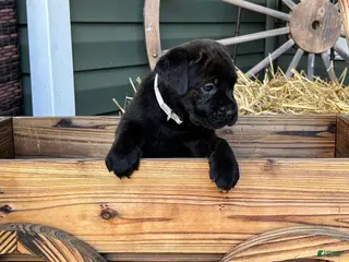 Mixed Breed dogs Gray - Ad 3