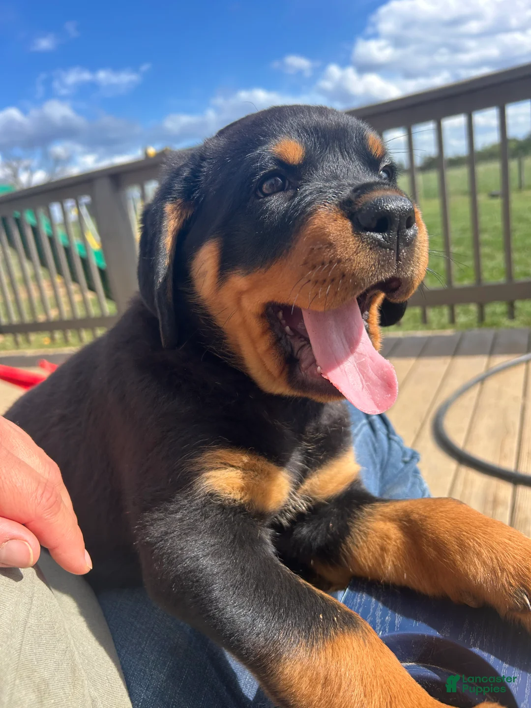 Rottweiler dogs for sale: Rottweiler Puppy 1 - Ad 2