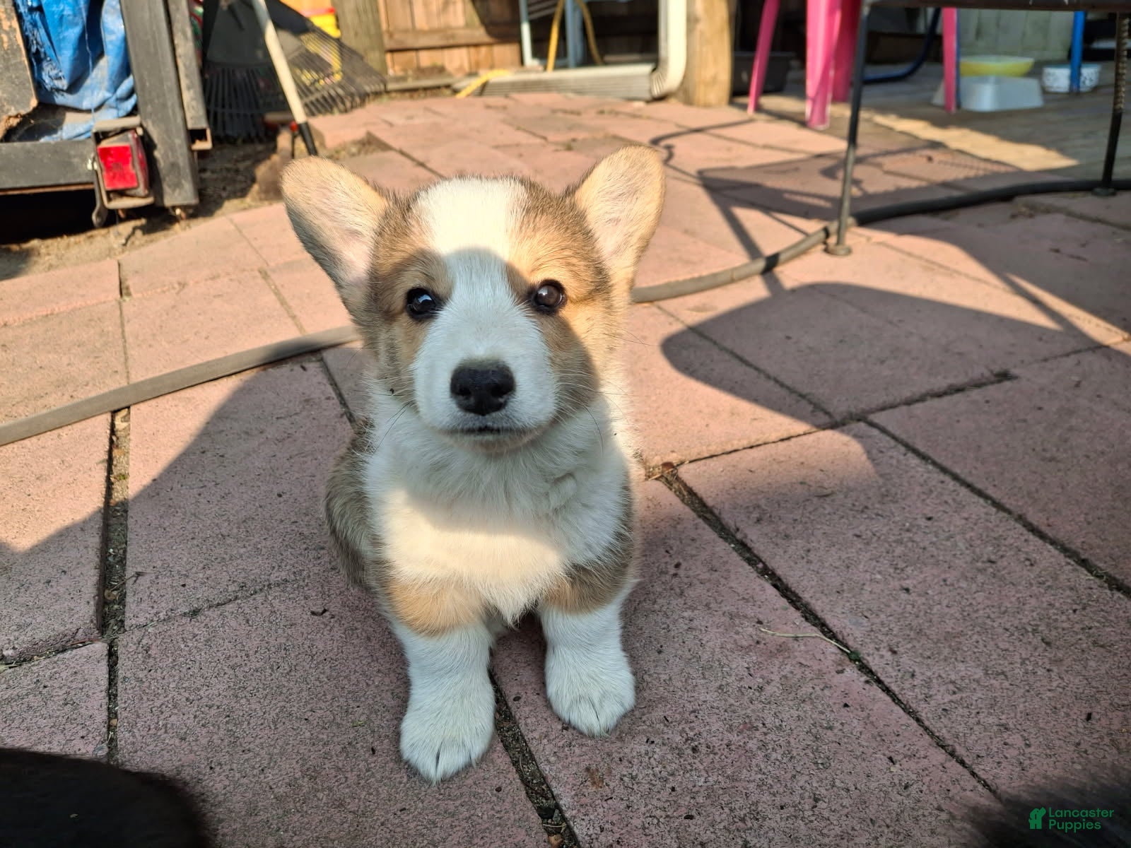 American Corgi dogs Oscar - Ad 19