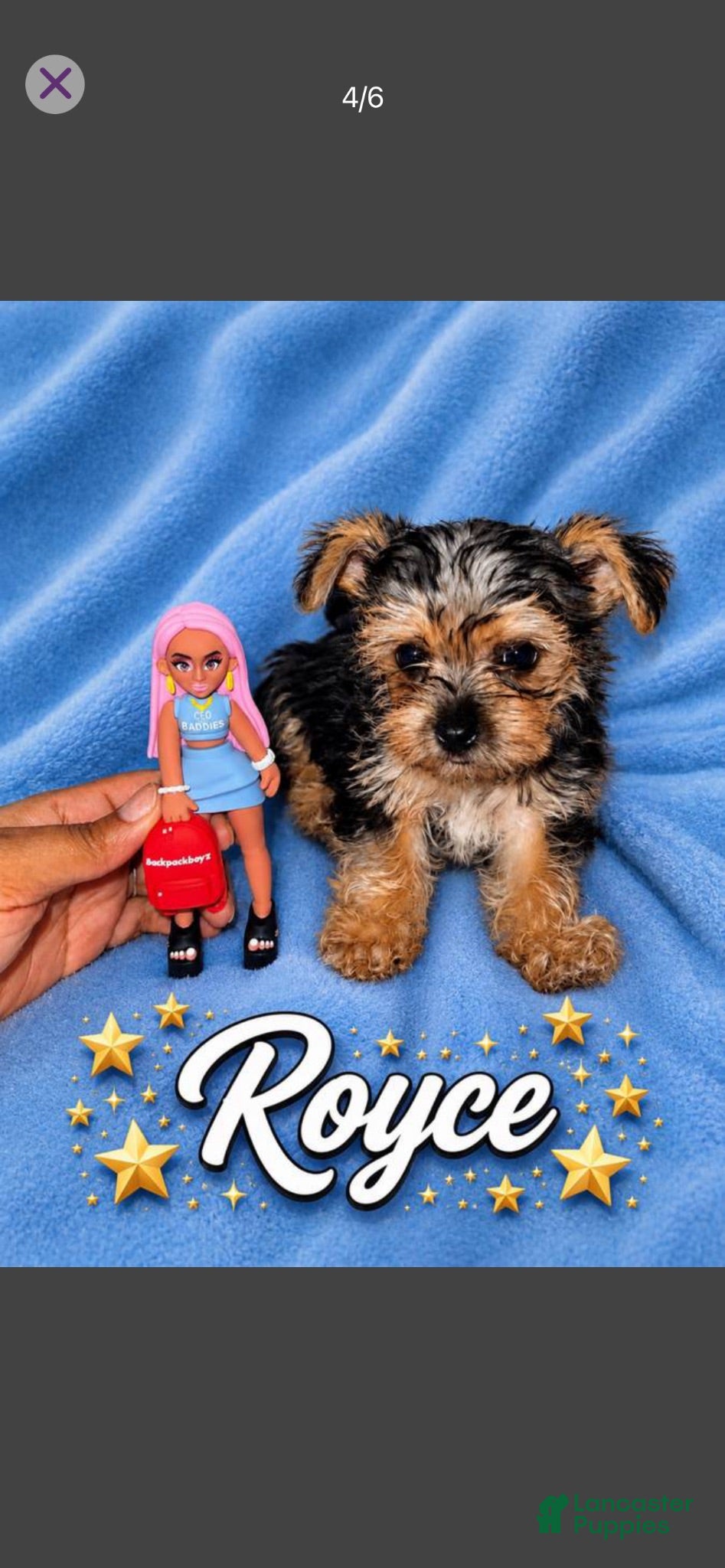 Morkie dogs Royce  - Ad 30