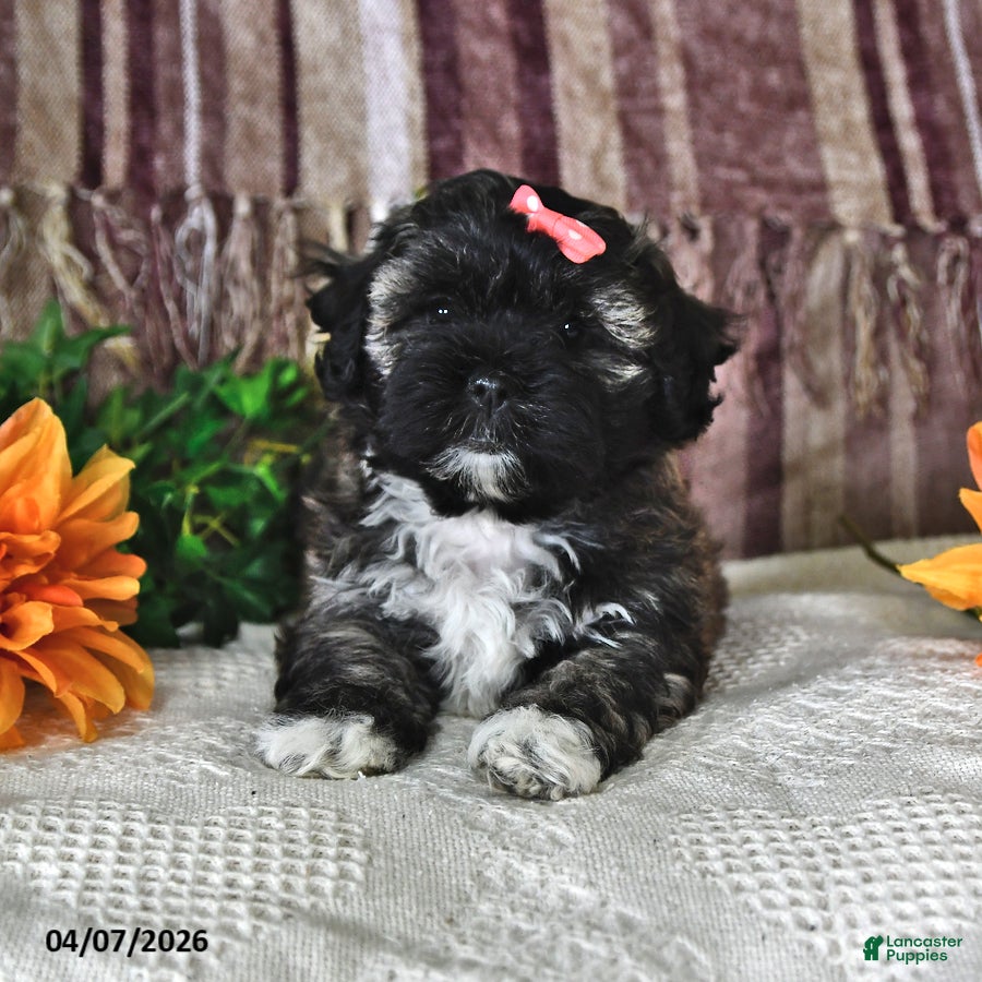 Teddy Bear dogs Betsy - Ad 2