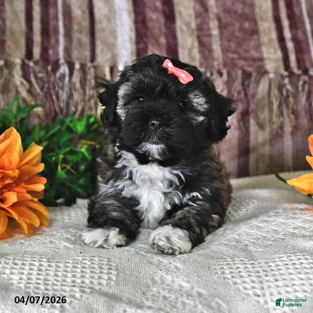 Teddy Bear dogs for sale: Betsy - Ad 2