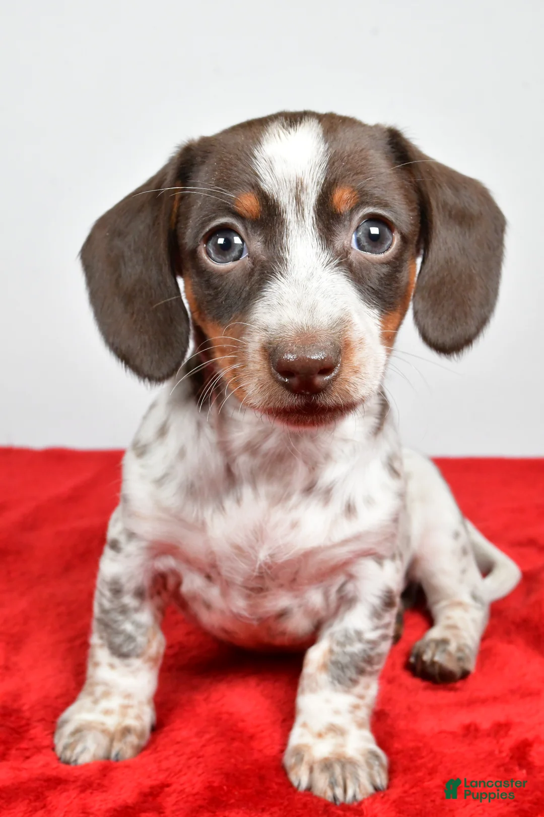 Dachshund dogs for sale: Polly - Ad 5
