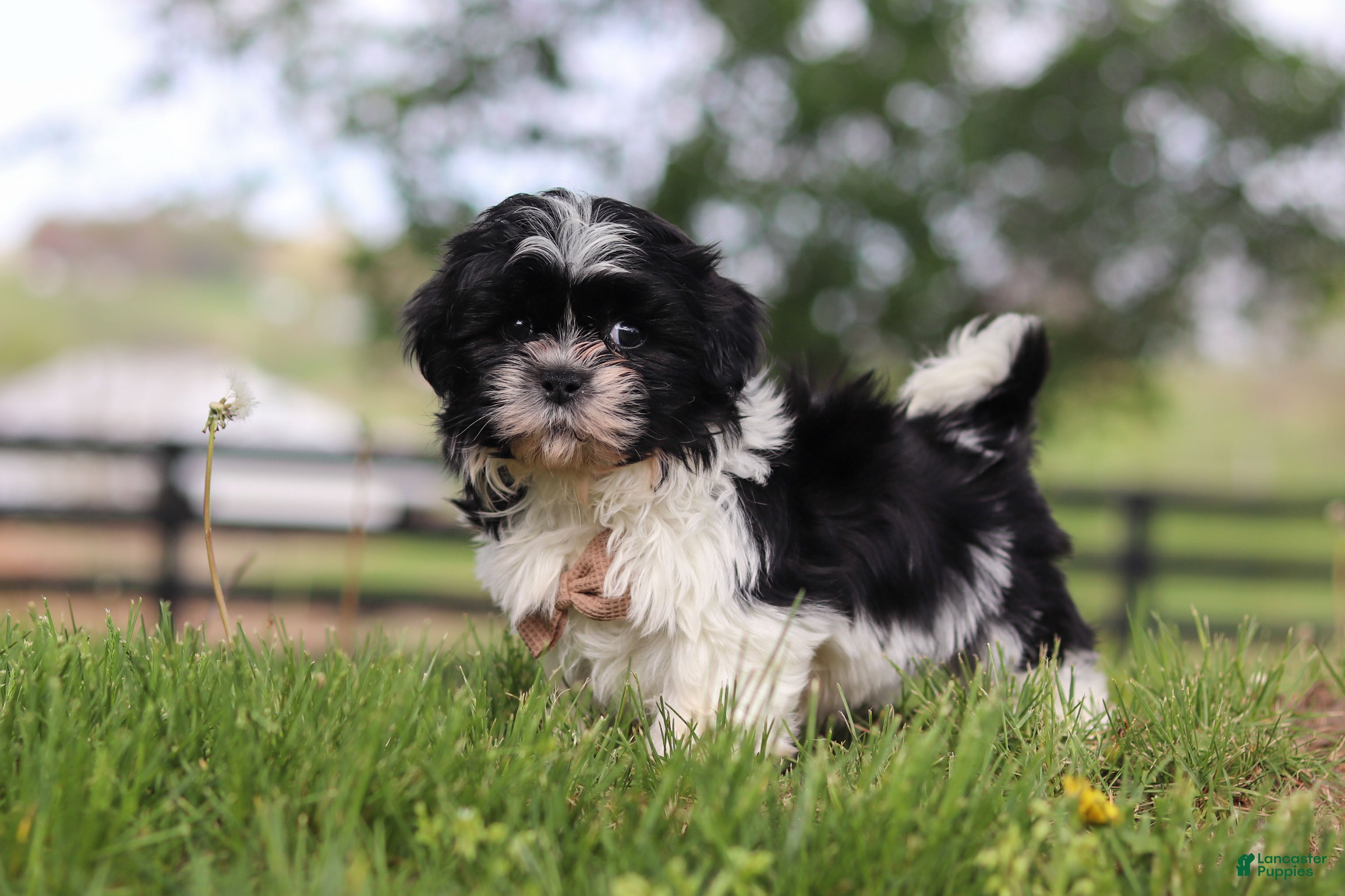 Shih Tzu dogs Jayden - Ad 2