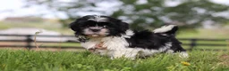 Shih Tzu dogs for sale: Jayden - Ad 2
