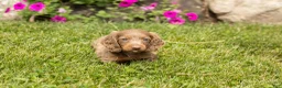 Dachshund dogs for sale: Heidi  - Ad 5