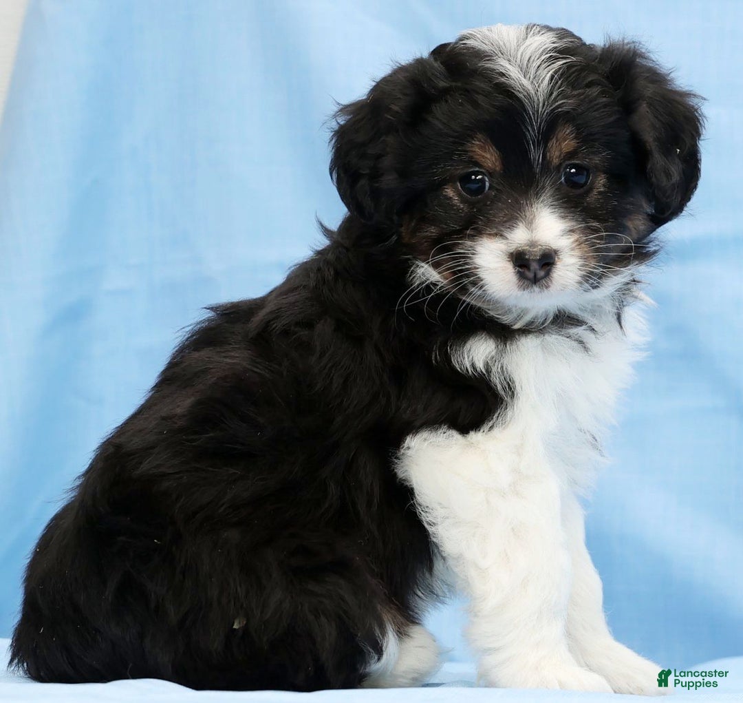 Mini Aussiedoodle dogs for sale: West - Ad 4