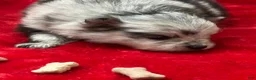 Pomeranian dogs for sale: Blue/Black Merle 4weeks  - Ad 5