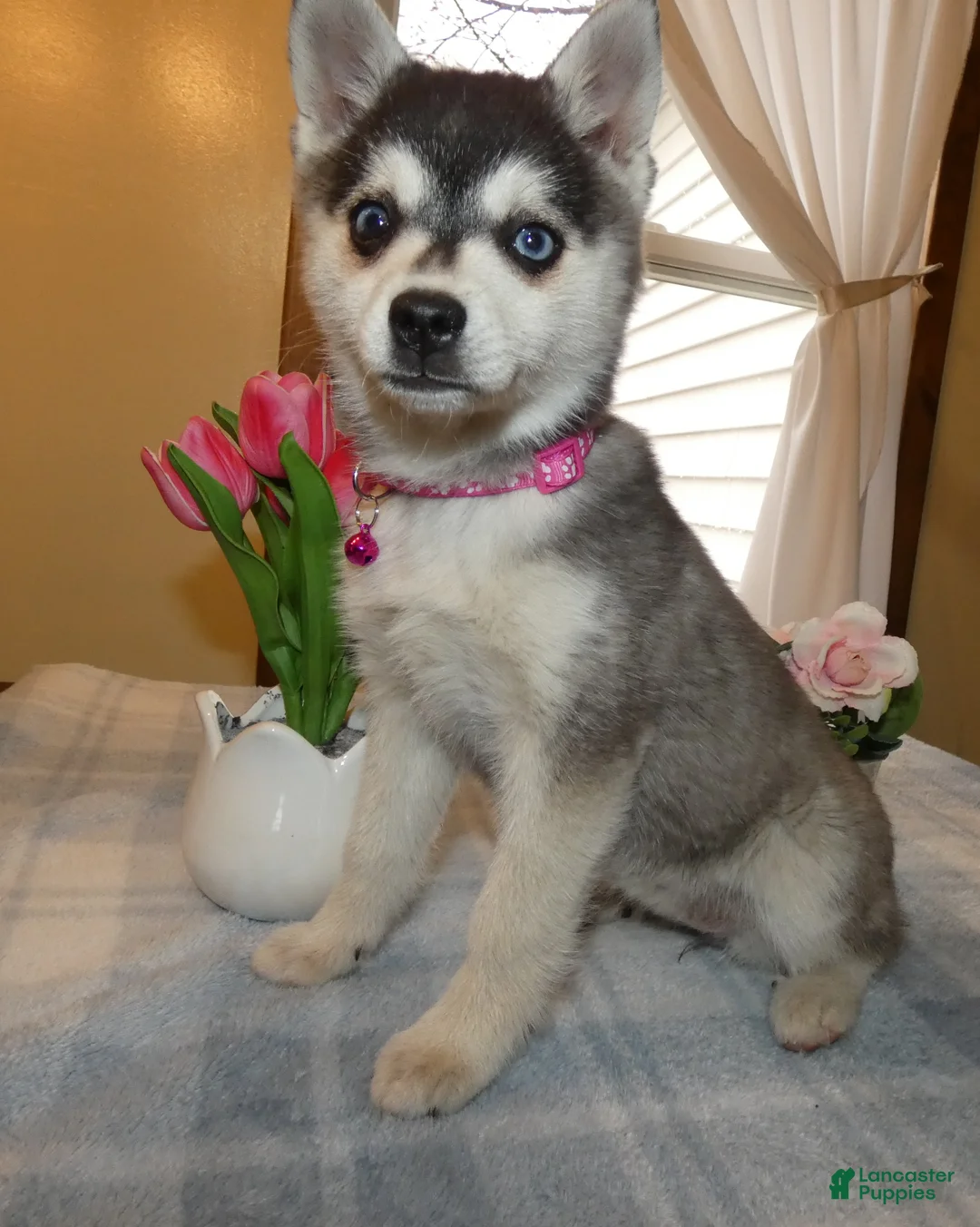 Alaskan Klee Kai dogs for sale: Alaskan Klee Kai Puppy 2 Cypress - Ad 1