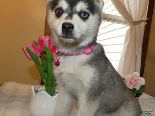 Alaskan Klee Kai dogs Alaskan Klee Kai Puppy 2 Cypress - Ad 2