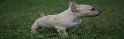 American Bully dogs for sale: American Bully 4 - Ad 4