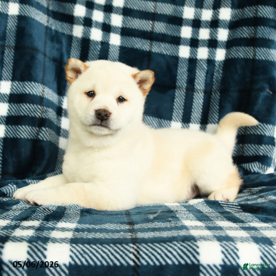 Shiba Inu dogs for sale: Snowflake - Ad 1