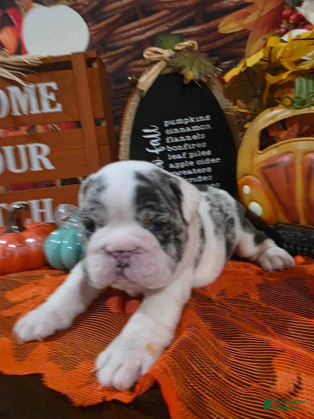 English Bulldog dogs for sale: English Bulldog 2 - Ad 2