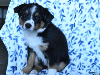 Mixed Breed dogs - Ad 17