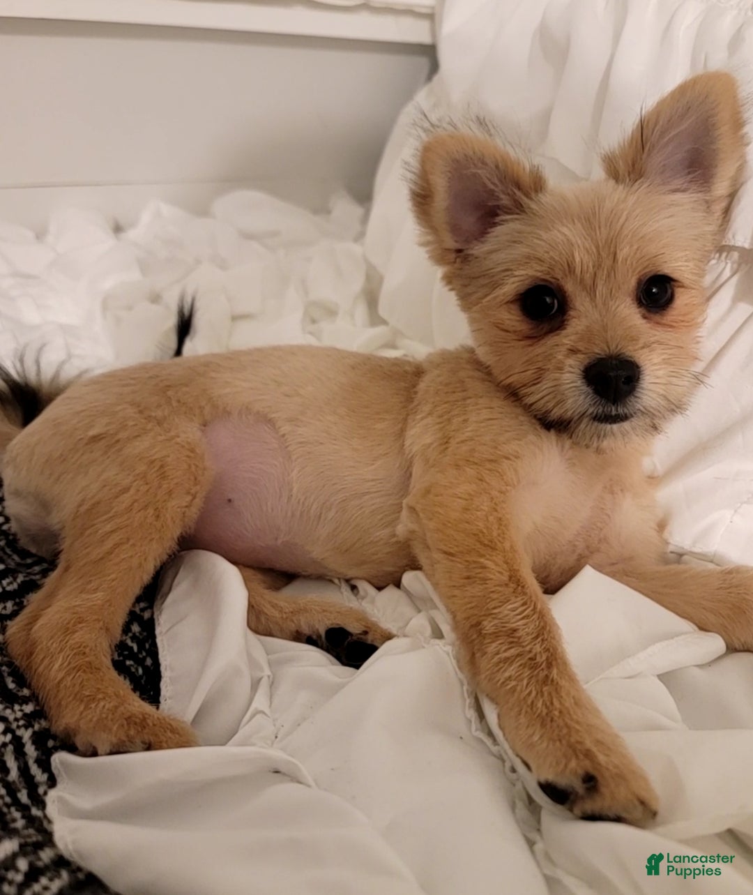 Mixed Breed dogs for sale: Miracle  - Ad 4