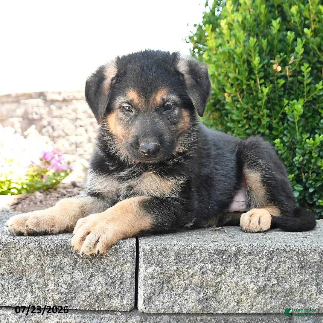 German Shepherd dogs for sale: Daxter - Ad 2