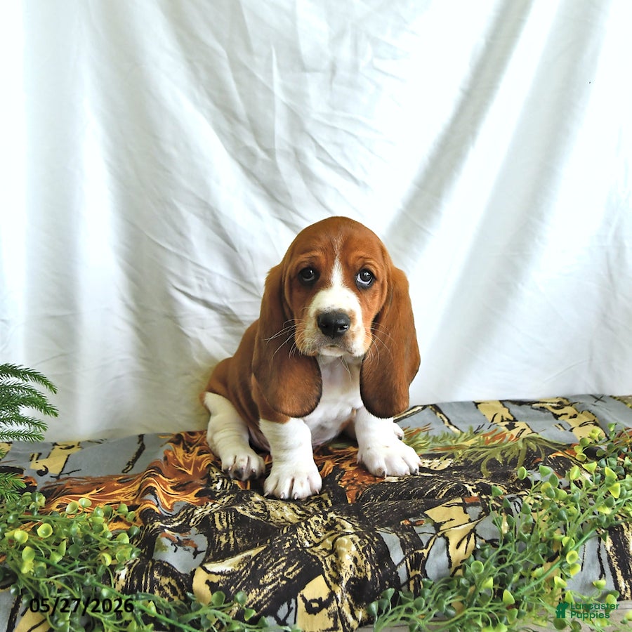 Basset Hound dogs Dexter - Ad 2