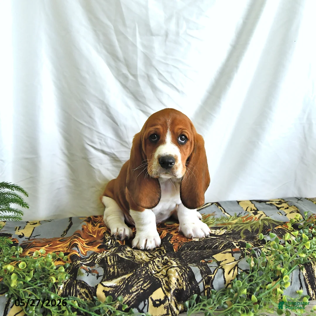 Basset Hound dogs for sale: Dexter - Ad 2