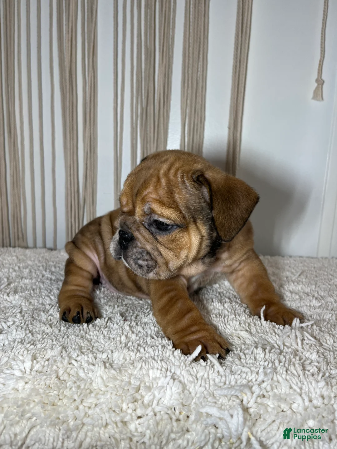 English Bulldog dogs for sale: Mila - Ad 5