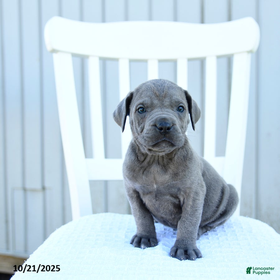 South African Boerboels Puppies for sale Lancaster Puppies