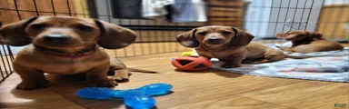 Miniature Dachshund Puppy 1