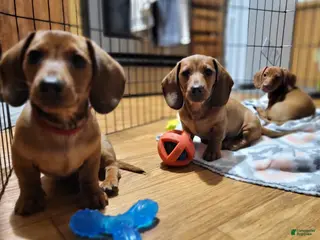 Miniature Dachshund dogs Miniature Dachshund Puppy 1 - Ad 41